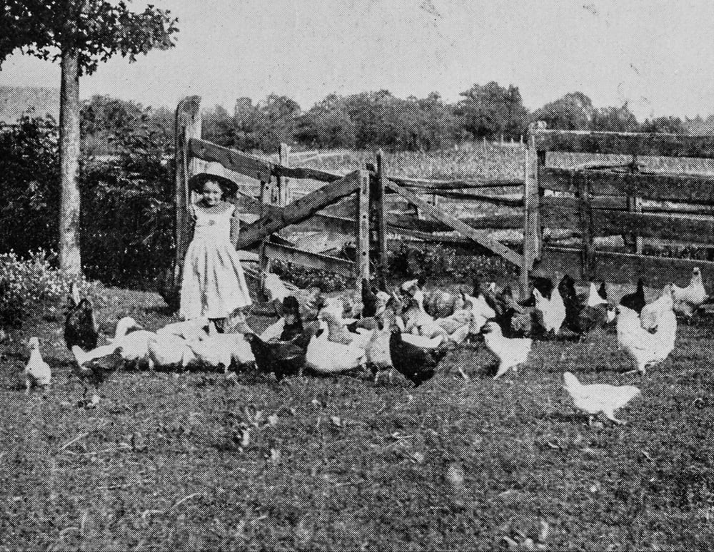 1800GirlHomesteadChickens