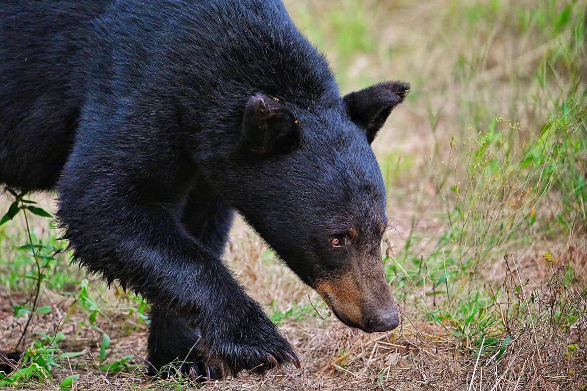 A Hunter’s Guide to Wildlife Diseases
