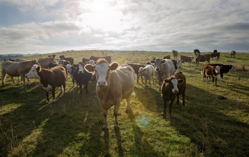 Acreage For Cattle