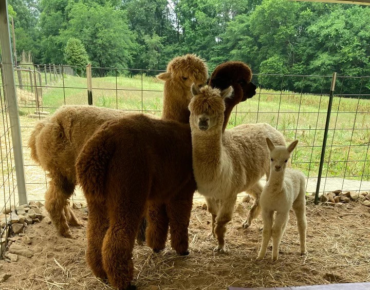 Alpaca Pack