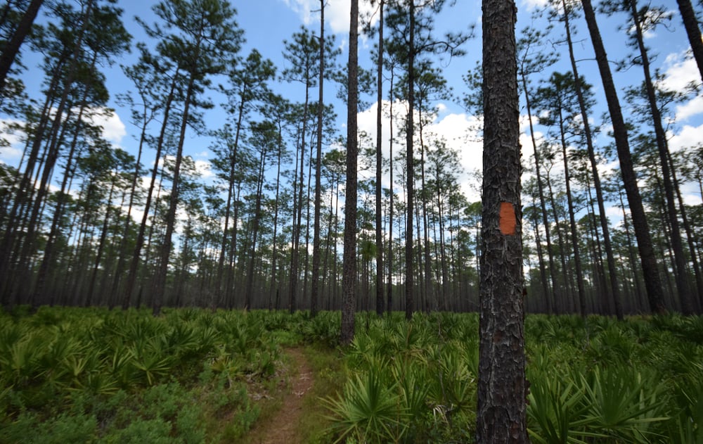 Baker County_FL_Osceola National Forest