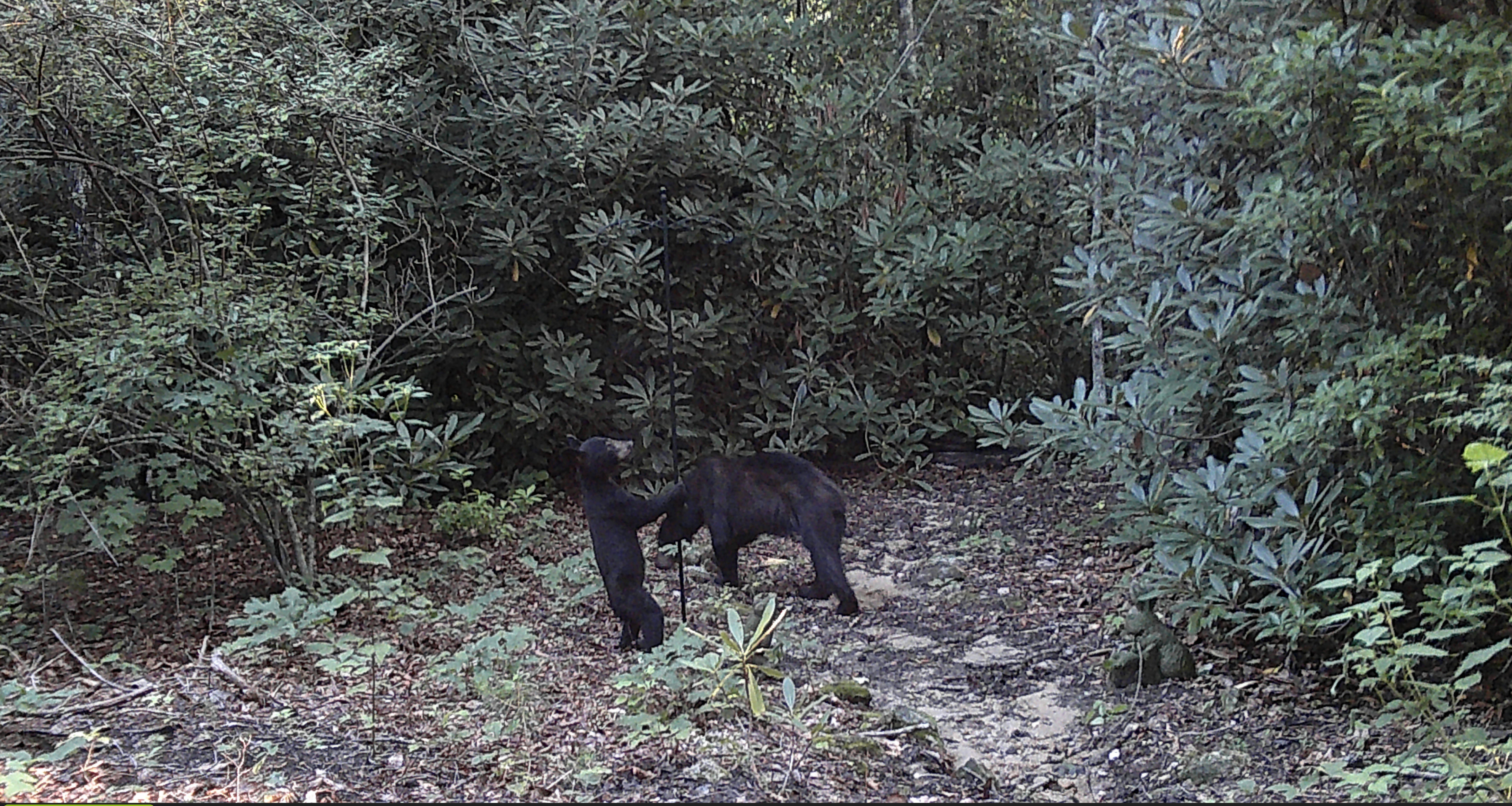 Bearfeeder