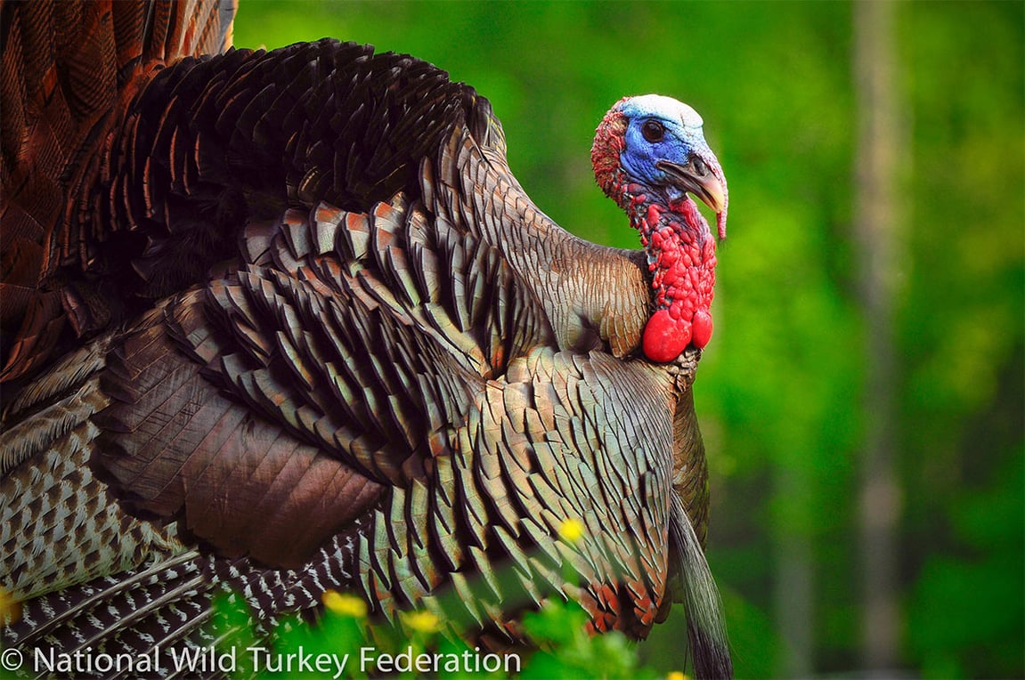 The Story Behind American Turkey Hunting