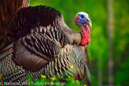 The Story Behind American Turkey Hunting