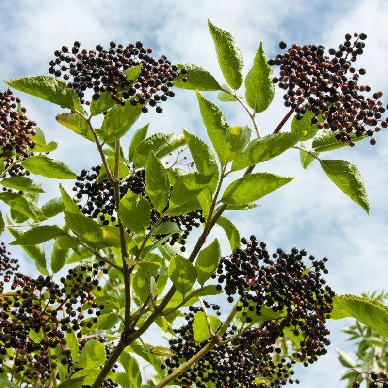 Elderberries.jpg