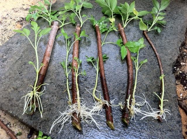 Elderberry Cuttings.jpg