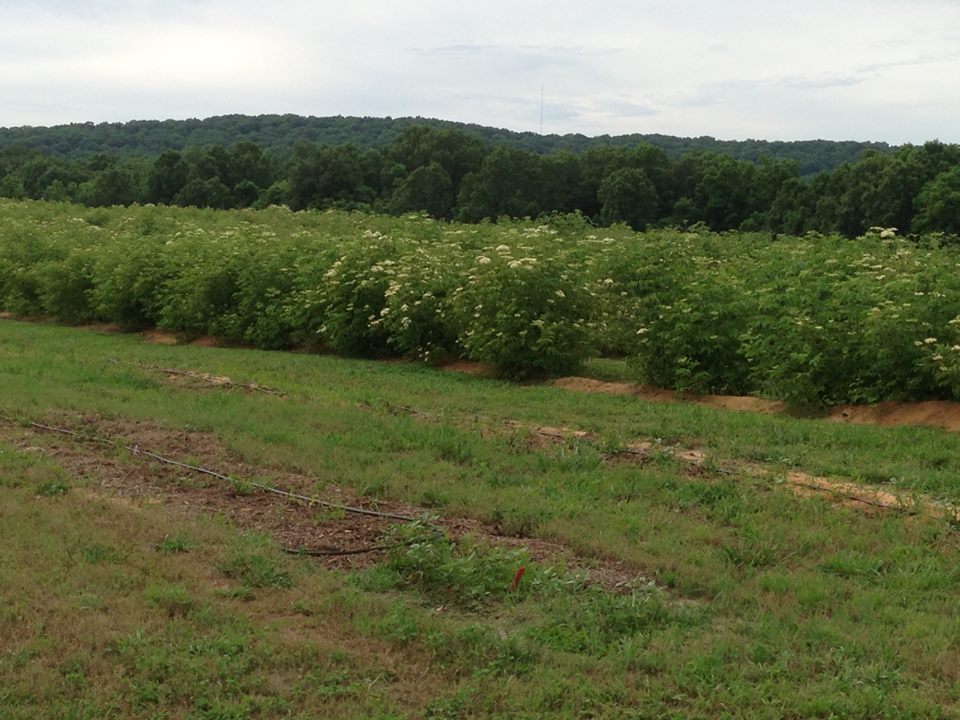 Norms Elderberries in Bloom.jpg