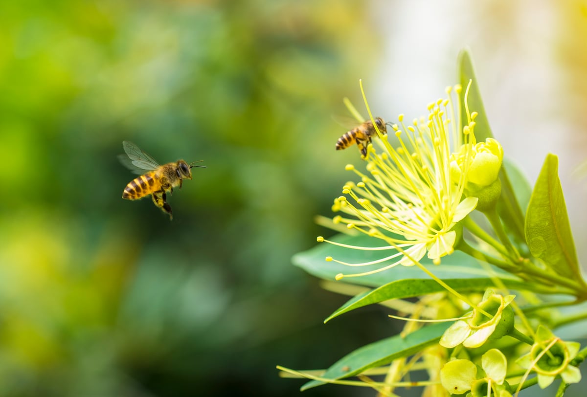 Bees pollinating flower