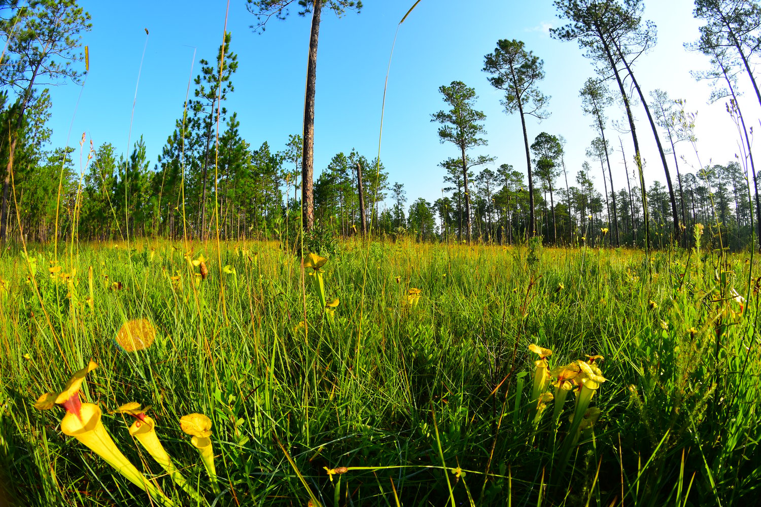 Buying Florida Land