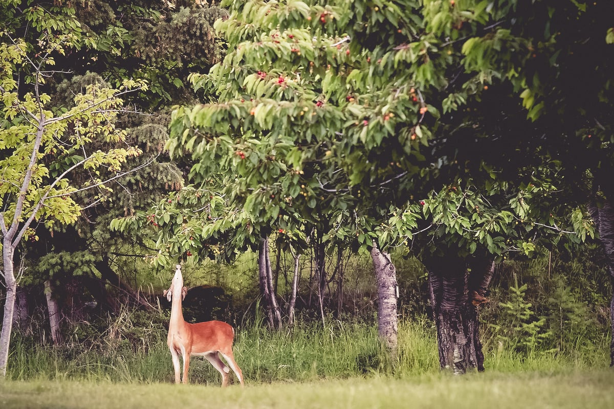 Deer with trees