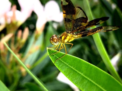 close up of dragonfly on a leaf