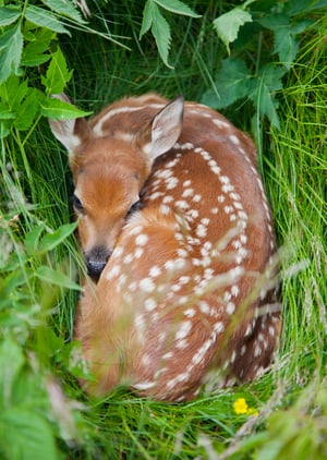 Fawn in grass