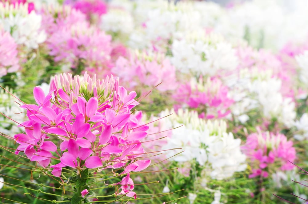 Heirloom Cleome Flower