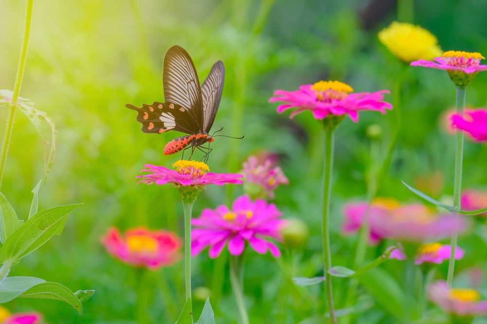 Heirloom Cosmos with Butterfly