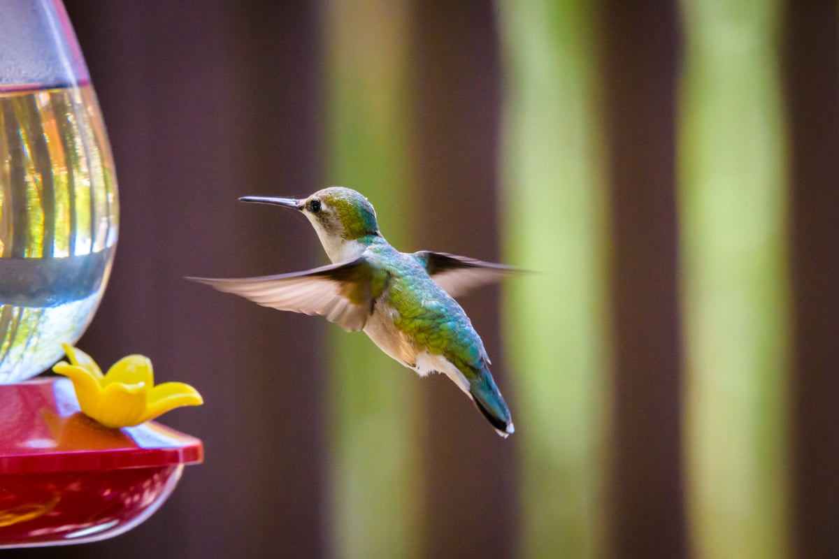 Hummingbird