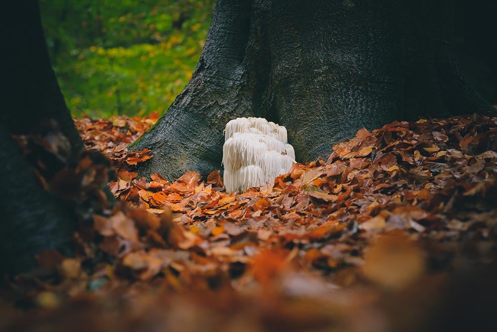 Lions Mane Mushroom