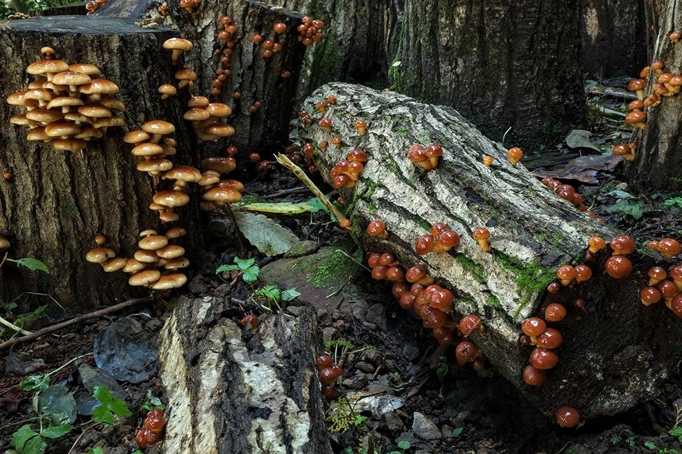 Nameko Mushrooms