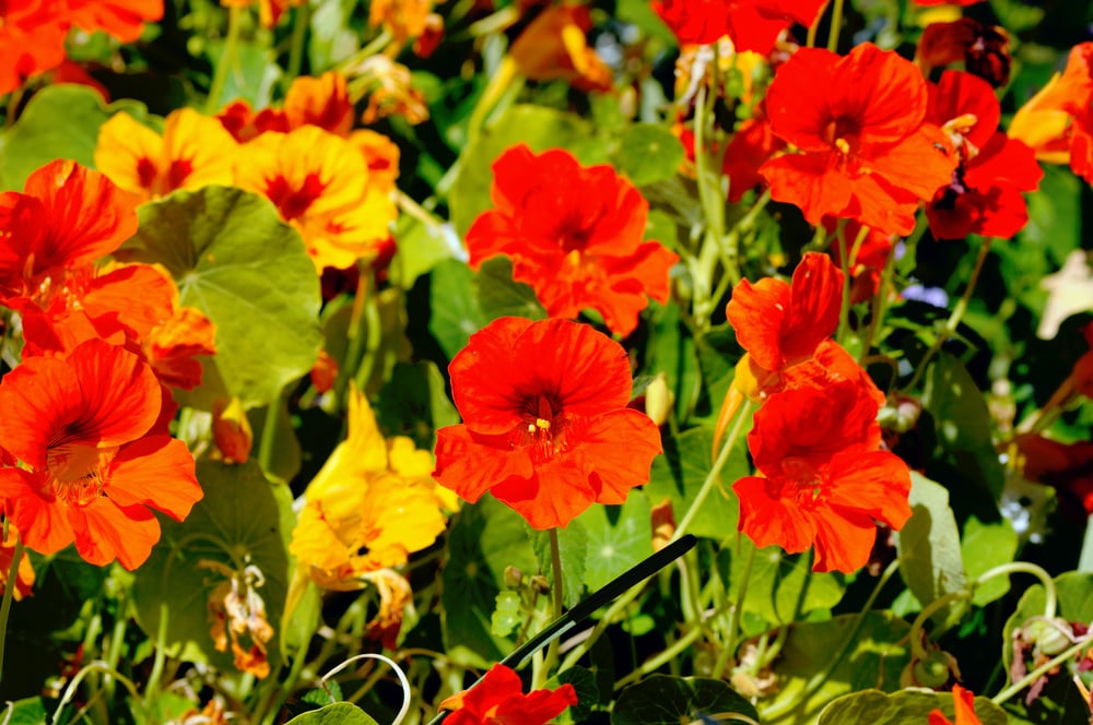 Nasturtium Heirloom