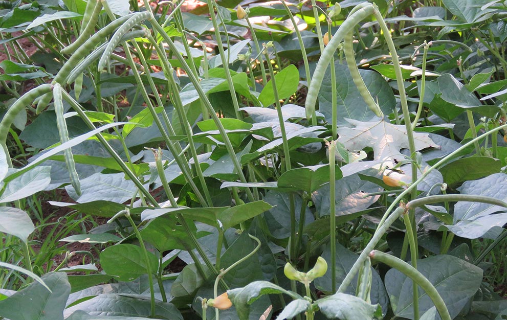 Crowder Peas Planted after Green Beans 