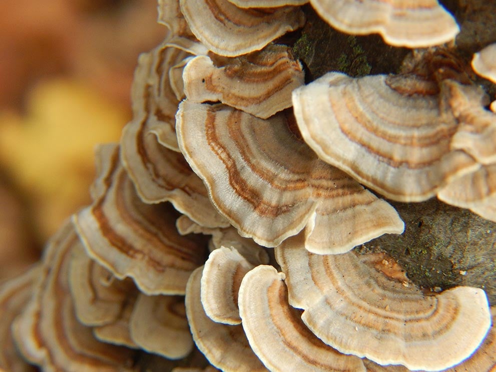 Turkey Tail Mushroom