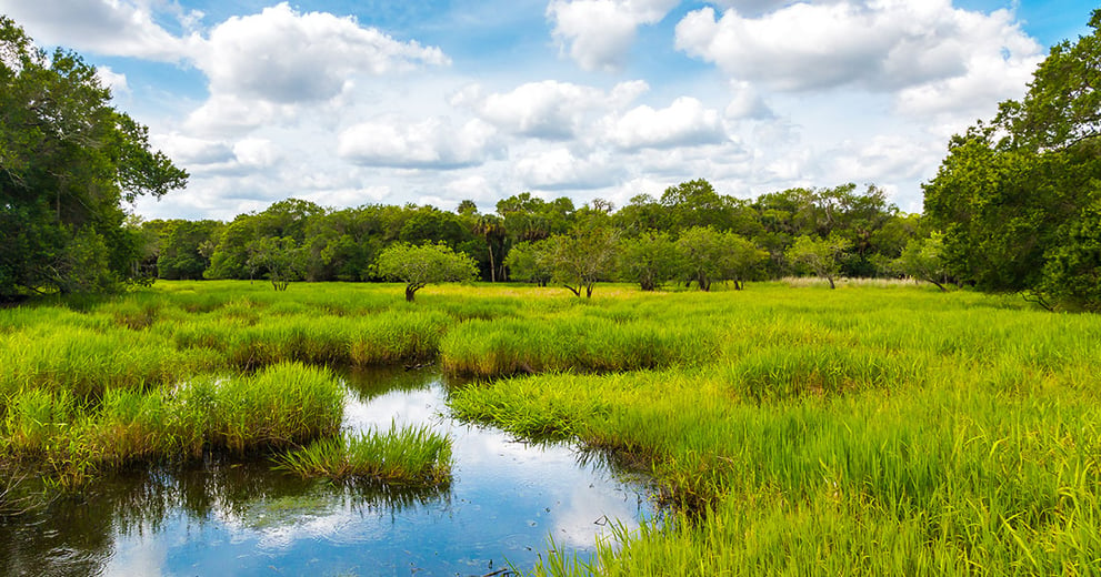 Florida Landscape