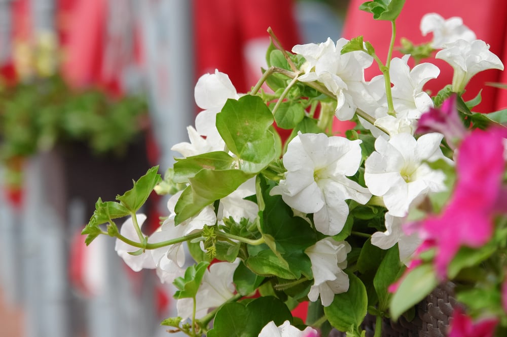 heirloom petunia