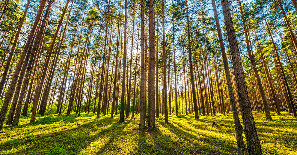 Pine Trees for Timber