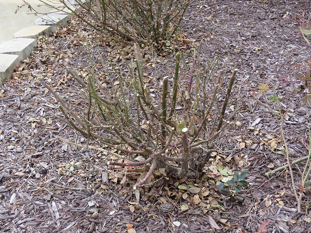 trimmed_yard_bush.jpg