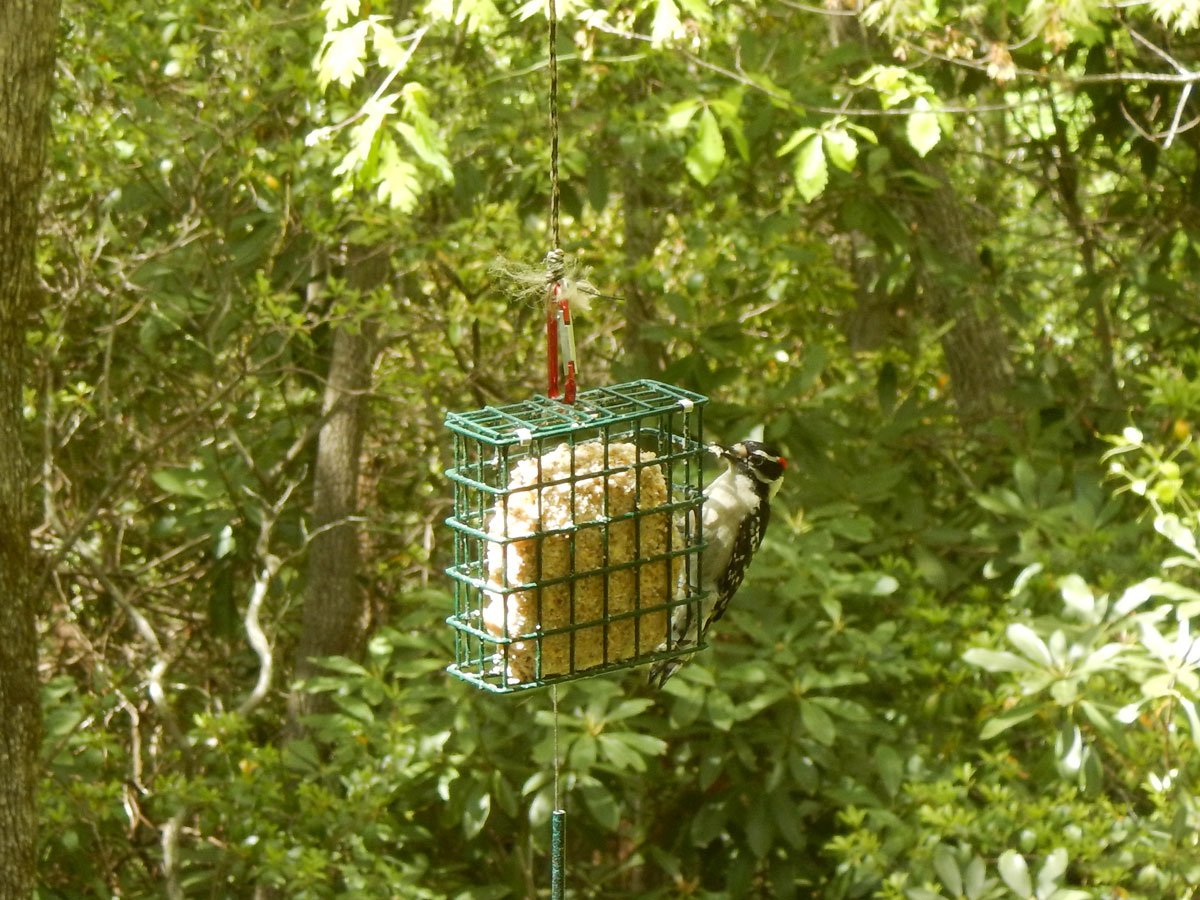 Downy woodpecker feeding from a bird feeder