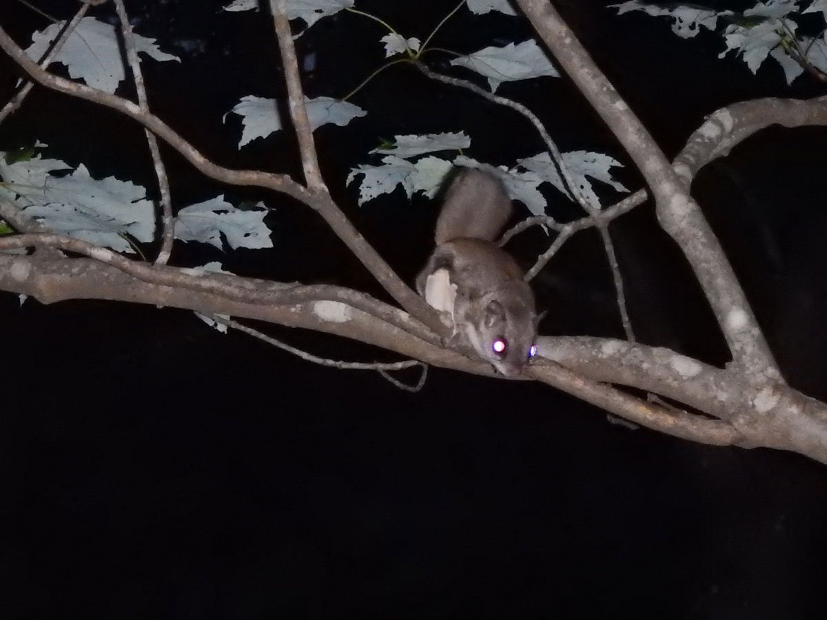 flying squirrel at night on a tree limb