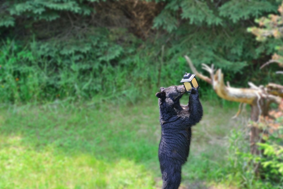 Small black bear eating out of a bird feeder