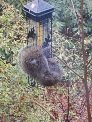 squirrel attempting to eat from a bird feeder