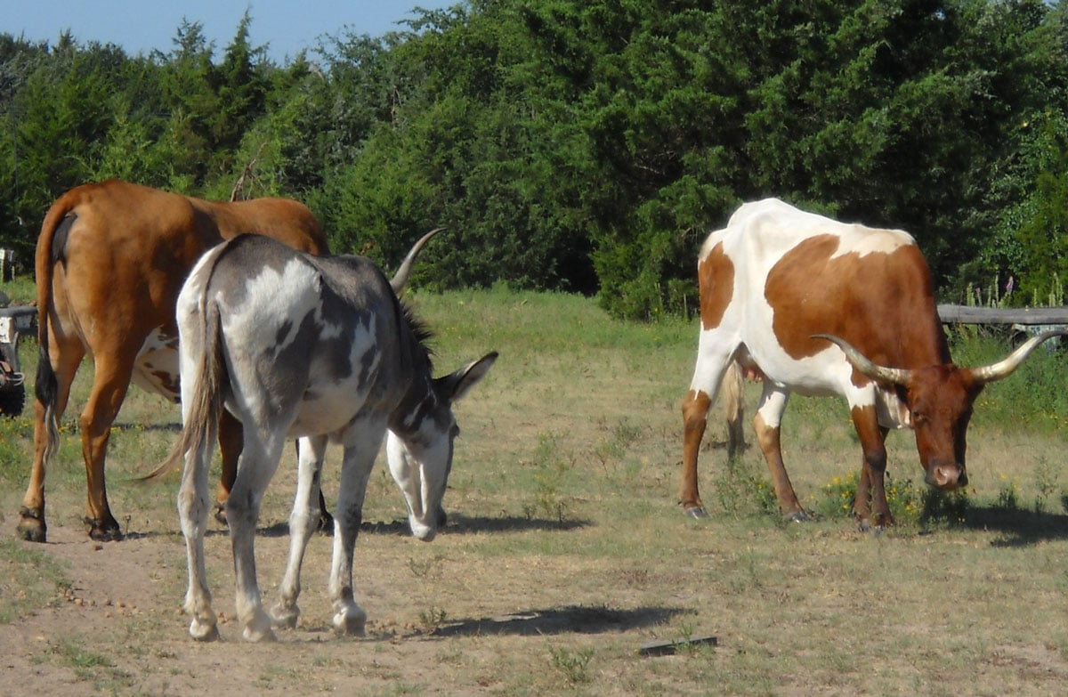 cattle with donkey