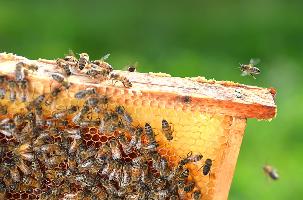 Beekeeping Guide