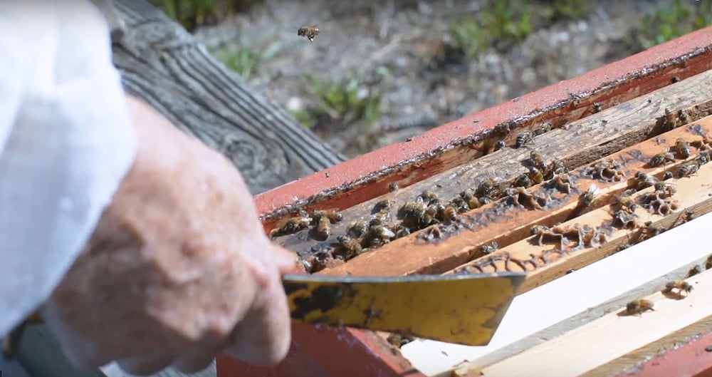 Making Honey Callahan