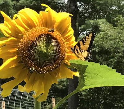 Butterfly on a sunflower