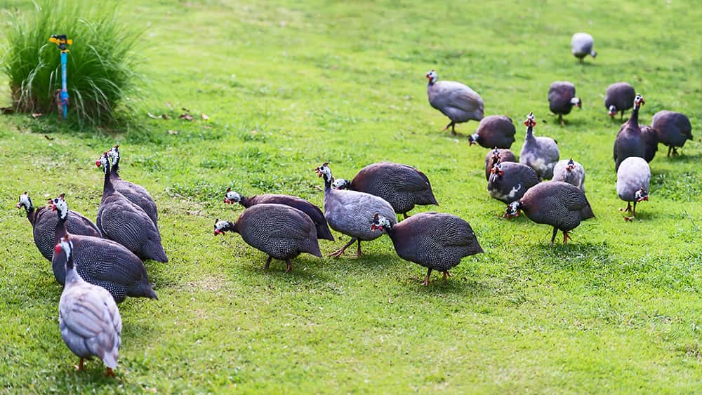 Guinea Fowl