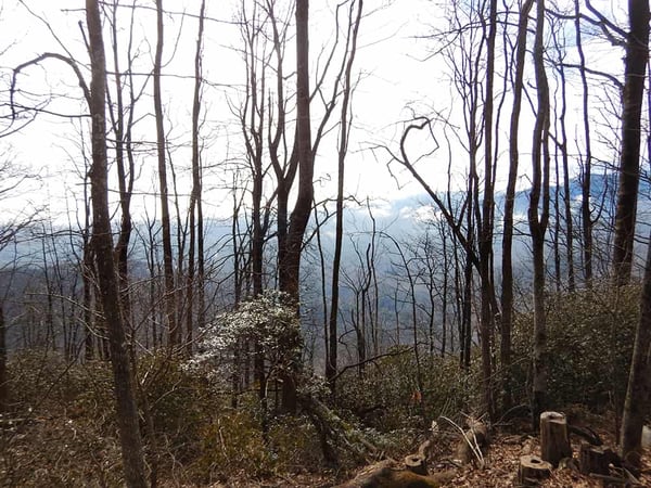 View of mountains through winter trees