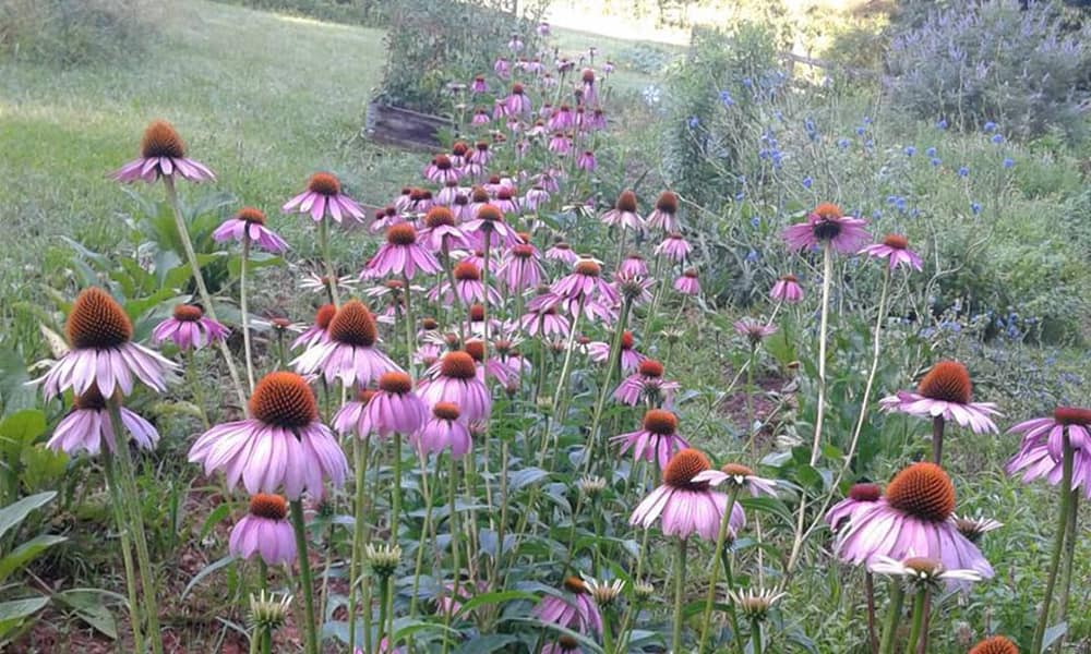 echinacea