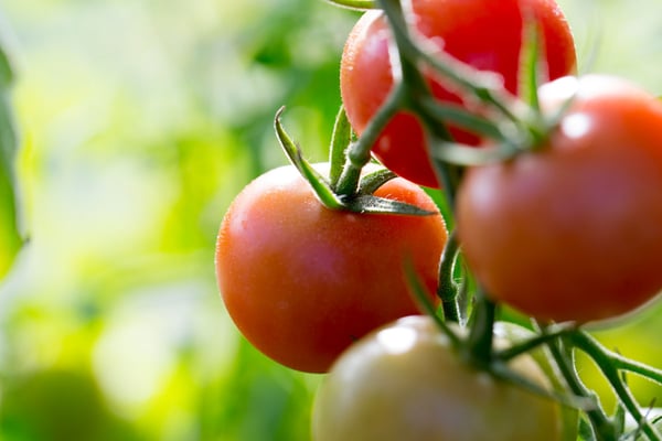 Tomatoes on vine