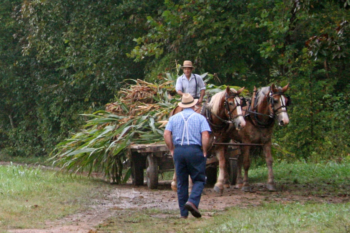 farmer on horse and carriage with plants talking to another farmer walking