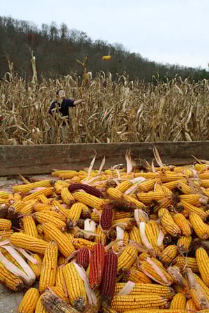 child throwing shucked corn into pile from corn field