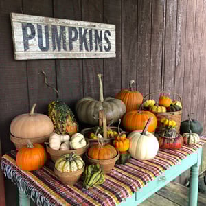 pumpkins