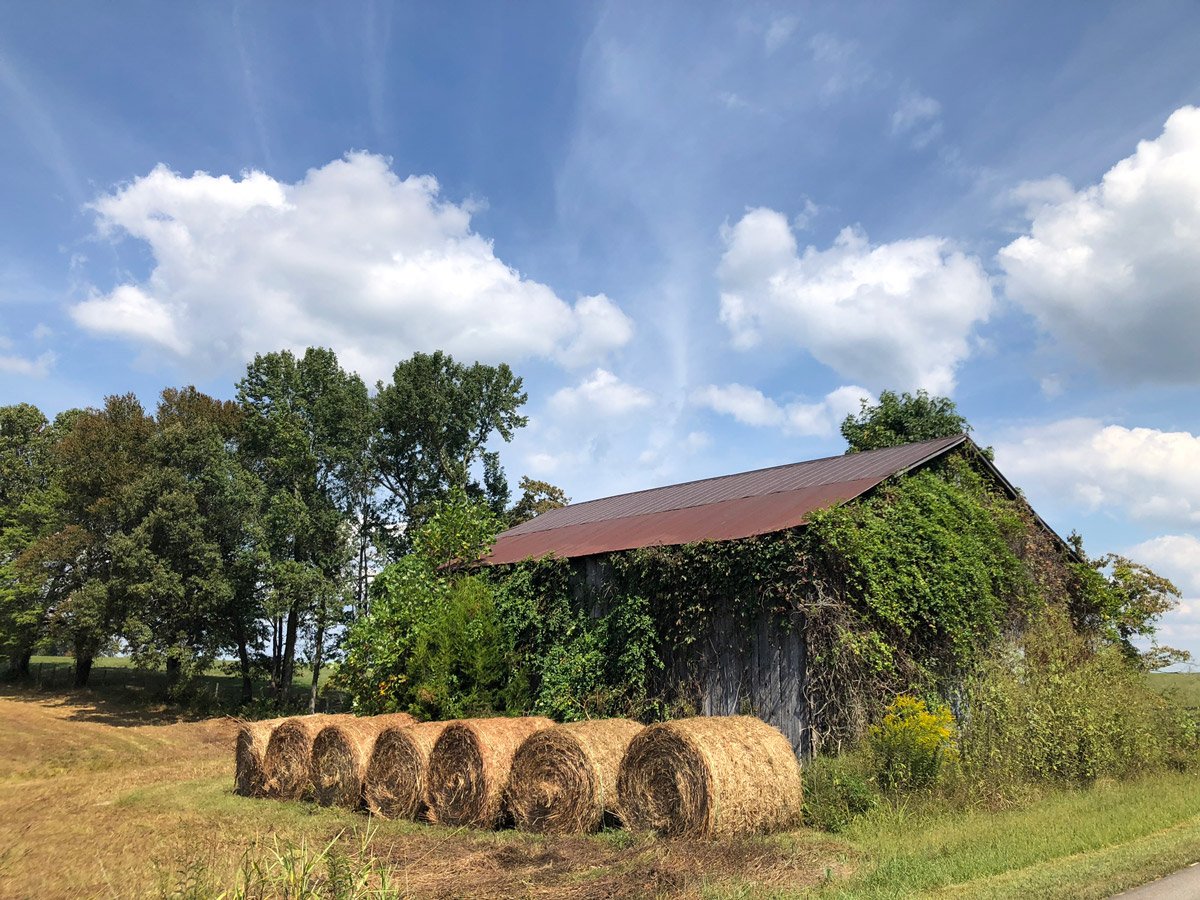 stacks of hay near a tobacco barn