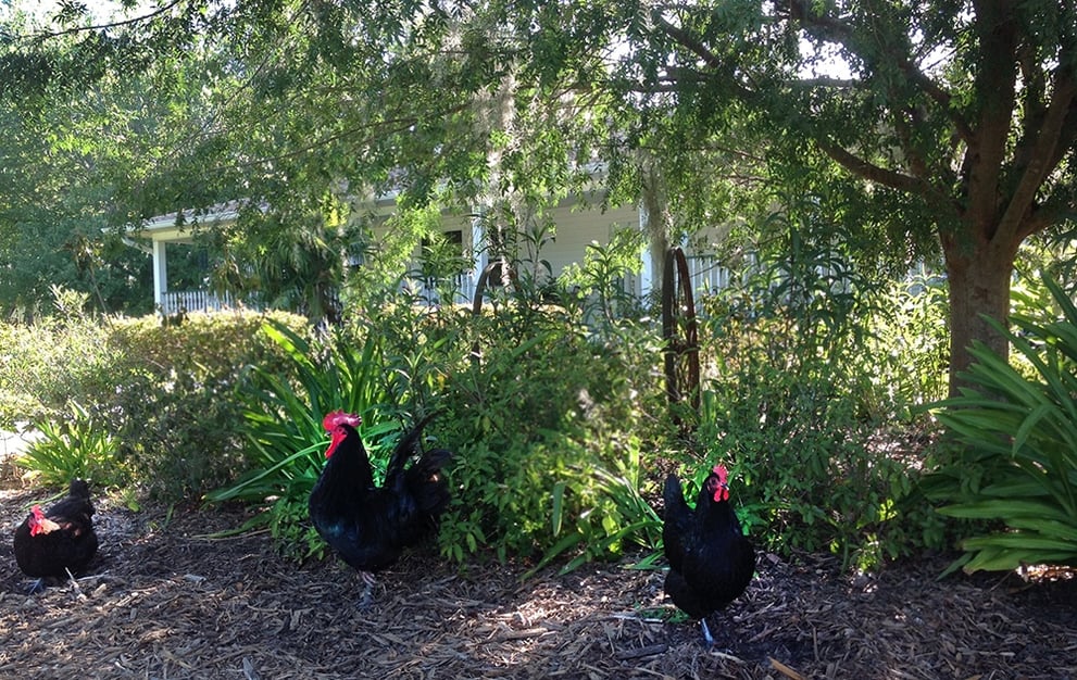 Chickens Bradford County FL