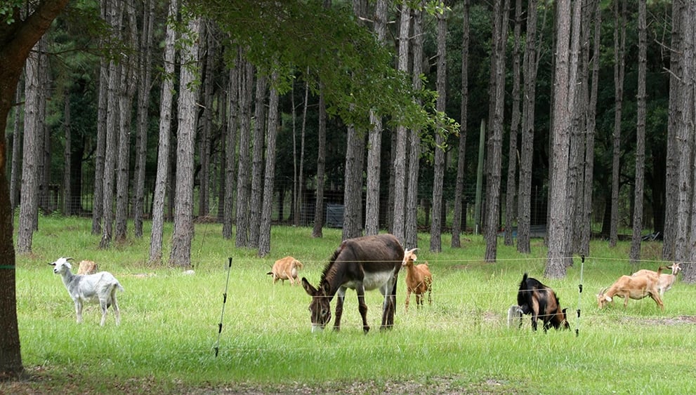 Scene from a Rural Driveway