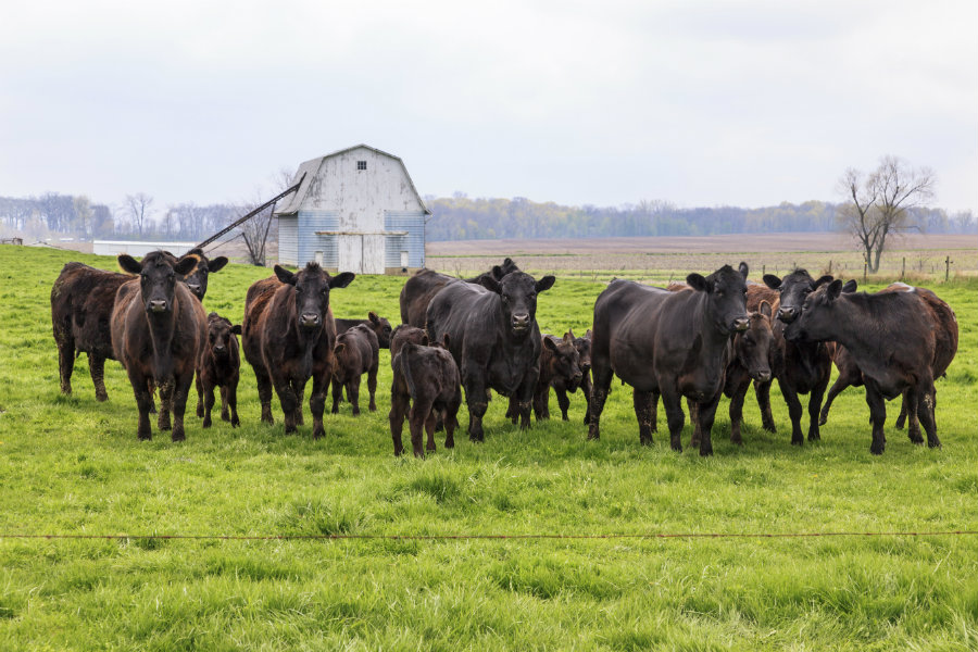 black angus cattle