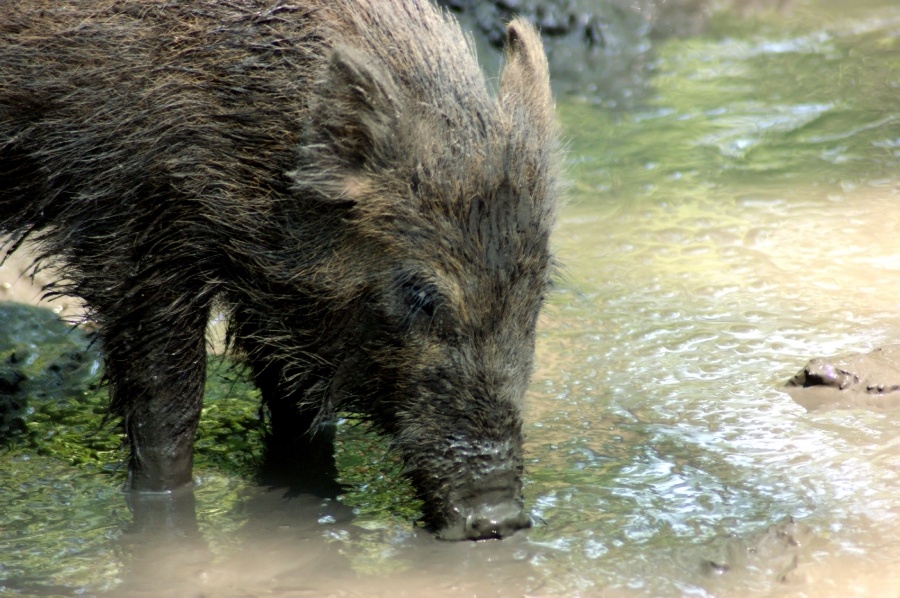Hunting Land for Hogs