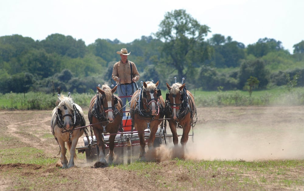 Front_Horses_at_Hobby_Farm.jpg