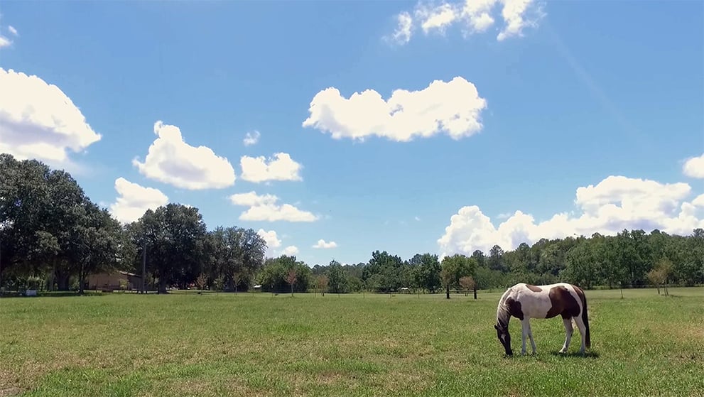 Monds Horse Pasture.jpg